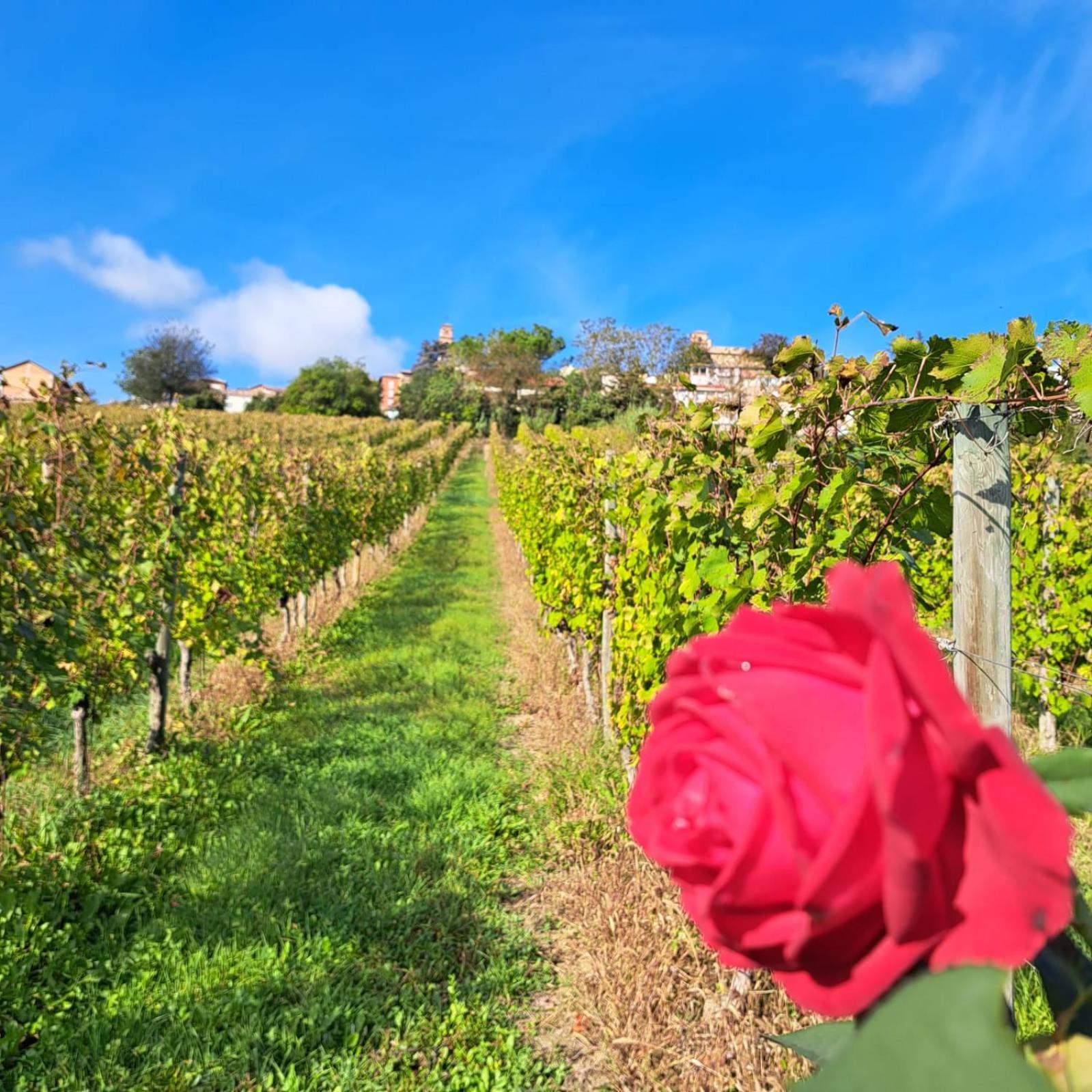 B&B Vigneto Pardom Montiglio Zewnętrze zdjęcie