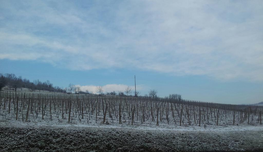 B&B Vigneto Pardom Montiglio Zewnętrze zdjęcie